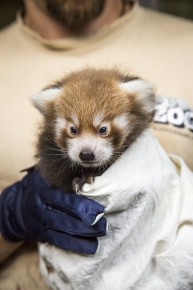 Red panda cub in vet's checkup
