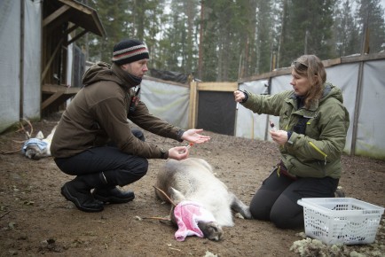 Setting up GPS tracking for European forest reindeers