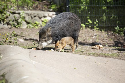 White-lipped peccary piglet (one week old) with mother