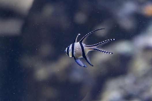 Bangai cardinal fish