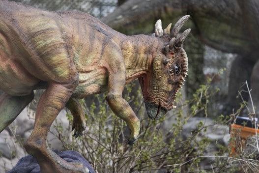 Dinosaur exhibit: Stygimoloch
