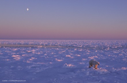 Polar Bear (Ursus maritimus) at Hudson Bay in Churchill, Manitoba, Canada.