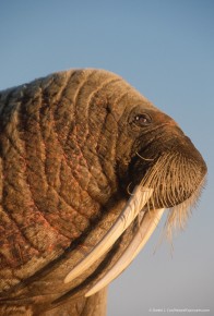Walrus (Odobenus rosmarus) male resting on a shank of ice