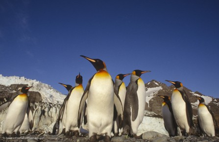 King Penguin (Aptenodytes p. patagonica) colony on South Georgia Island.