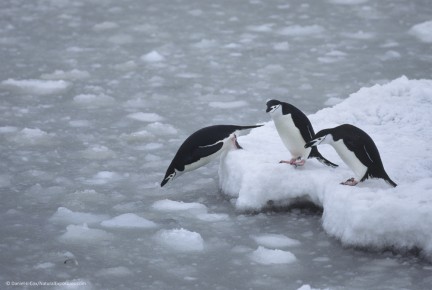 Chinstrap Penguin jumping into the water. South Sandwich Island