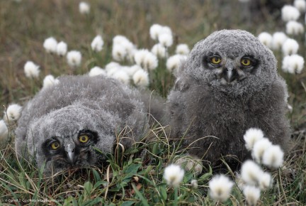 Snowy Owl (Bubo scandiacus) chicks in cotton grass. Barrow, Alaska