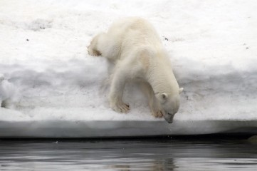 polar-bear-looking-for-whale-cadaver-under-water-svalbard_3da1-2200x1461px