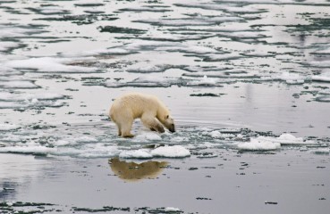 polar-bear-testing-melting-sea-ice-svalbard_b729-2200x1433px