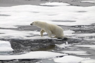 polar-bear-ursus-maritimus-female-on-melting-sea-ice-franz-josef-land-russian-arctic-national-park_95a4-2200x1461px