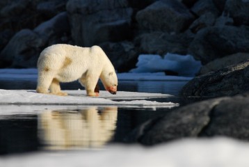 polar-bear-ursus-maritimus-observing-the-ice-norway_0103-2200x1472px