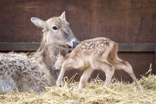 Pére David´s Deer mother and fawn