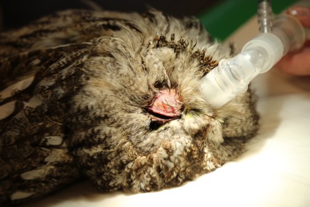 Tawny Owl with infected eye in Korkeasaari Zoo's Wildlife Hospital