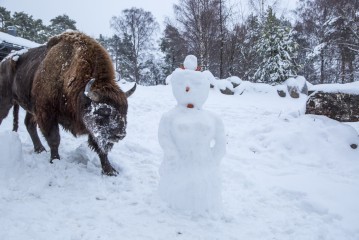 Snowmen vs European bison male