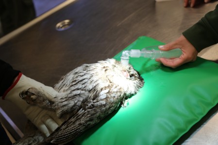 Tawny Owl Korkeasaari Zoo's Wildlife Hospital