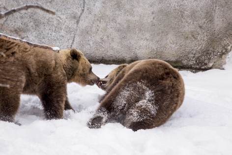 Brown bears first day out after hibernation - too much fun!
