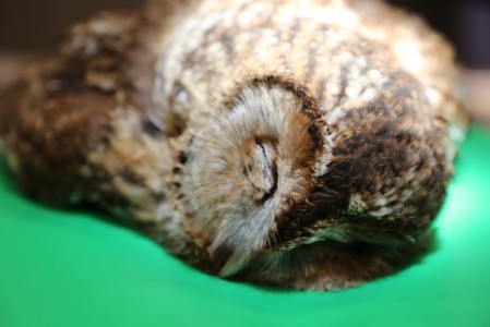 Tawny Owl in Korkeasaari Zoo's Wildlife Hospital
