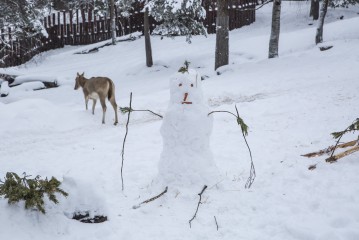 Snowman vs Pere David's deer