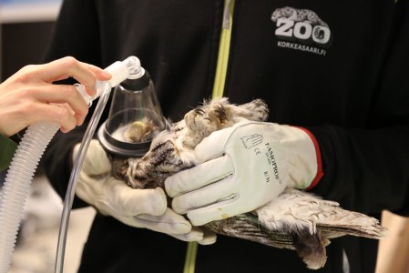 Tawny Owl going to sleep in Korkeasaari Zoo's Wildlife Hospital