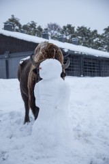 Snowmen vs European bison male