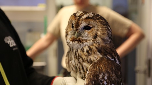 Healthy Tawny Owlin Korkeasaari Zoo's Wildlife Hospital