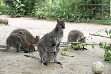 Red Wallaby