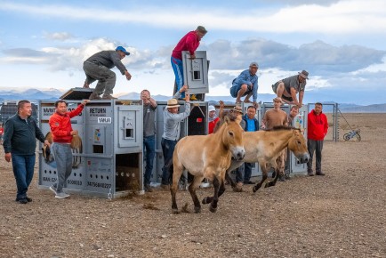 Przewalski horses Yanja and Helmi run free to acclimation area in Takhin Tal, Mongolia, June 20th 2018