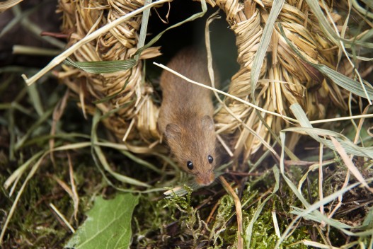 Eurasian harvest mouse