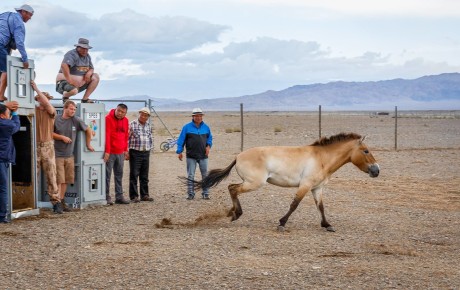 Przewalski horse Hanna runs free to acclimation area in Takhin Tal, Mongolia, June 20th 2018
