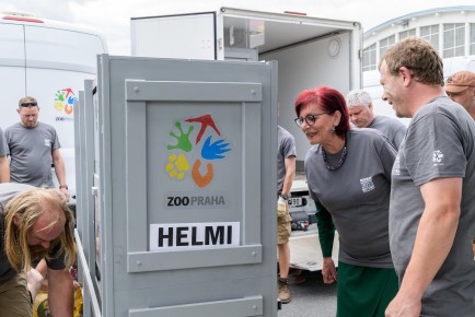 Przewalski horse Helmi's crate, Prague-Kbely Airport, on June 19th 2018