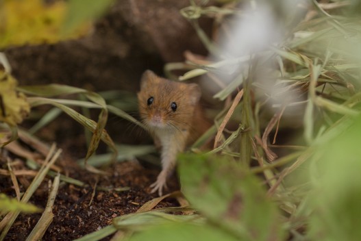 Eurasian harvest mouse