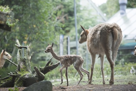 Vicuna foal is born