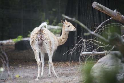 Vicuna foal is born