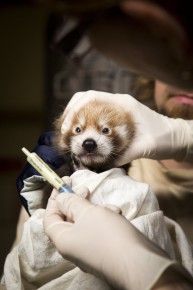 Red panda cub in vet's checkup