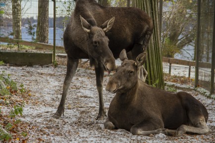 Winter (2018) Eurasian Elks