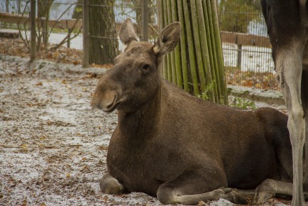Winter (2018) Eurasian Elk
