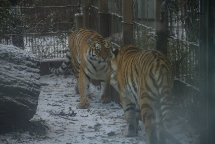 Winter (2018) Amur Tiger