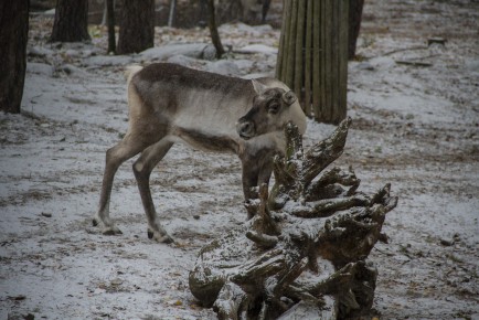 Winter (2018) Forest Reindeer