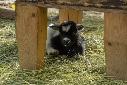 African Pygmy Goat Kid (2018)