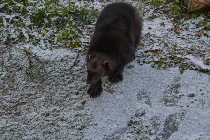 Winter (2018) Wolverine enjoying the snow