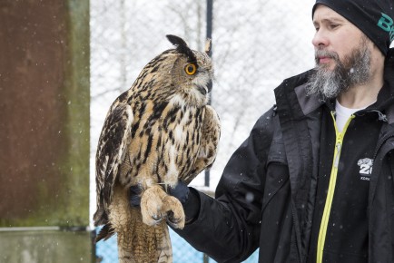 Eurasian eagle owl is healthy and ready to leave, says bird curator!