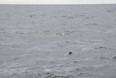 Virolahti seal heading to the sea