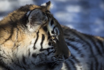 Amur Tiger enjoying spring sun