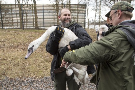 Young swans leave the wildlife hospital