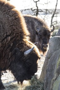Young wisent female watching the male