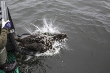 Kokkola seal jumps into sea