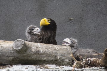 Eaglets and their mother
