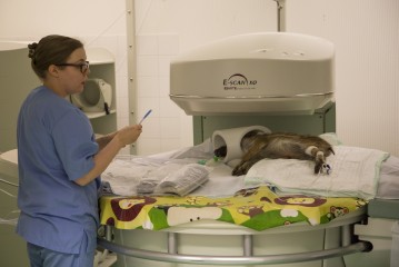 Wild boar piglet at veterinary hospital (MRI)