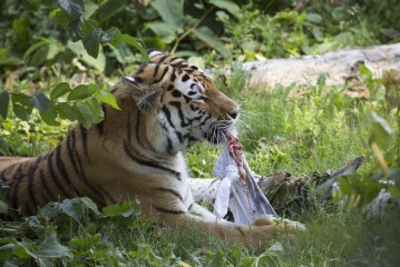 Amur tiger working on the t-shirt enrichments