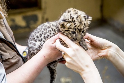 Amur leopard cub, 1 month old