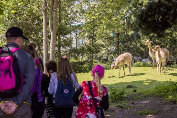 Visitors and vicuñas